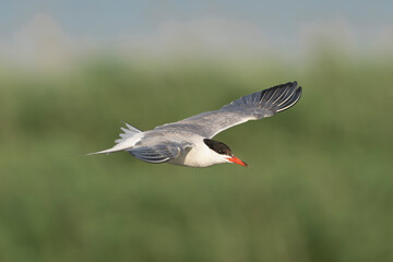 Common Tern - Sterna hirundo in flight with wings fully spread, captured against green vegetation in the Danube Delta in Romania. 