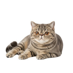 Obraz premium Adorable Exotic Shorthair cat resting peacefully, perfect for pet owners, animal lovers, and commercial projects