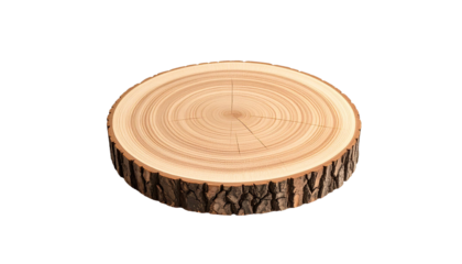 Polished tree trunk cross section showing growth rings on transparent background