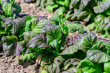 Close up of fresh red mustard greens growing in soil on farmland, organic leafy vegetable...