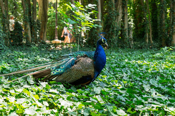Valladolid, Spain – Blue and green peacock walking freely through the historic Campo Grande Park.