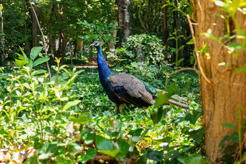 Valladolid, Spain – Blue and green peacock walking freely through the historic Campo Grande Park.