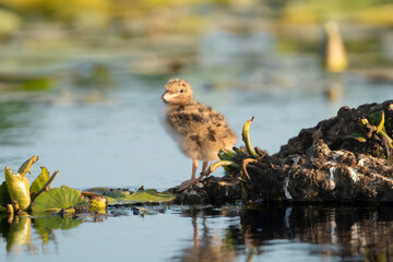 Fluffy tern chick of Common Tern - Sterna hirundo  standing on a small piece of floating vegetation in the serene waters of the Danube Delta in Romania.