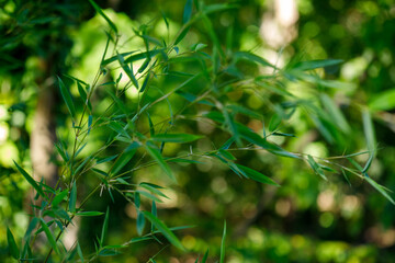 Bamboo Leaves and Stems with Blurred Background