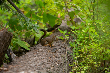 Squirrel in the Forest