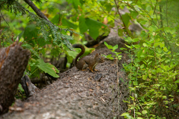 Fototapeta premium Squirrel in the Forest