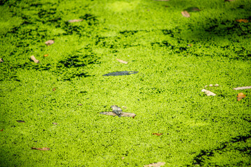 Duckweed Covering Water Surface