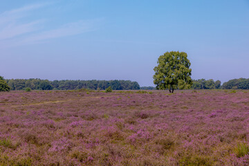 Nature landscape, Purple flowers with trees, Flowering Calluna vulgaris (Heide, Heather or Ling)...