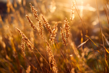 Fototapeta premium Golden wild grasses illuminated by warm sunset light in a serene natural setting