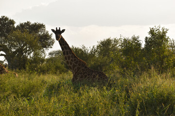 giraffe in the savannah