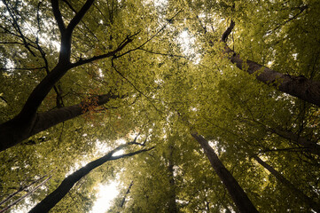 Waldfoto Osnabr&uuml;cker Land - Bad Essen - Barkhausen