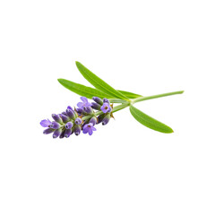 Obraz premium A single sprig of fragrant purple lavender with green leaves on a stark black background