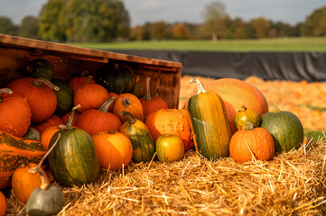 Colorful pumpkins and gourds arranged on straw. Concept: Halloween and autumn. High quality photo