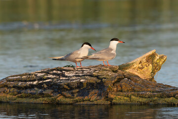 Two Common Terns - Sterna hirundo perched on driftwood with blue water in background. Photo from Danube Delta in Romania.