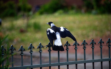 Australian Magpie (Gymnorhina tibicen)
