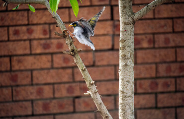 Australian Noisy Miner (Manorina melanocephala)