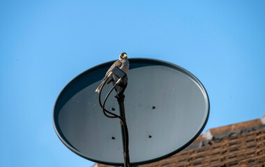 Australian Noisy Miner (Manorina melanocephala)