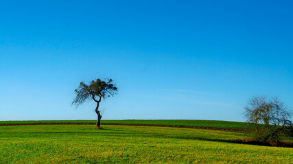 Obraz premium Wide-angle shot of a lone, leafless tree on a gently rolling pasture against a clear, deep-blue sky.