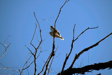 Australian Noisy Miner (Manorina melanocephala)