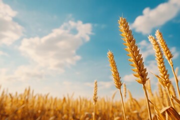 Fototapeta premium Agriculture Field