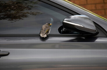 Australian Noisy Miner (Manorina melanocephala)
