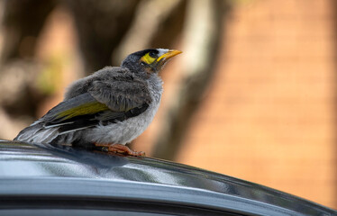 Australian Noisy Miner (Manorina melanocephala)