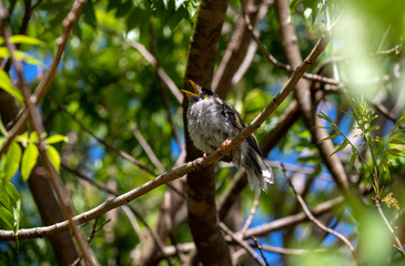 Australian Noisy Miner (Manorina melanocephala)