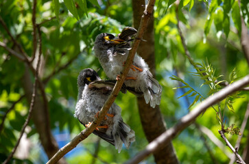 Australian Noisy Miner (Manorina melanocephala)