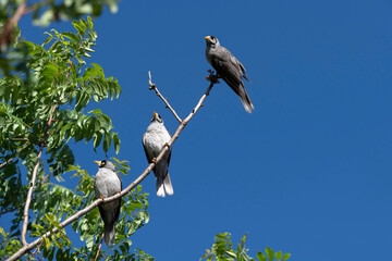 Australian Noisy Miner (Manorina melanocephala)