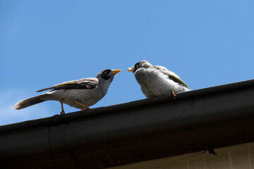 Australian Noisy Miner (Manorina melanocephala)