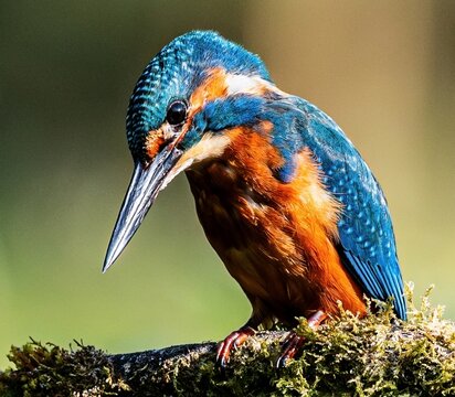 kingfisher on a branch