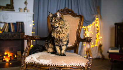 Elegant Cat Posing on a Vintage Green Velvet Armchair