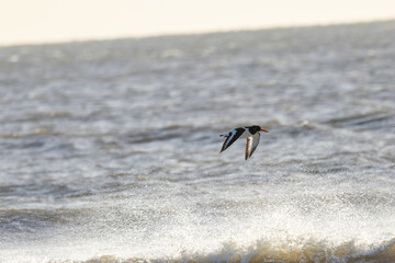 European Oystercatcher (Haematopus ostralegus) commonly found on European coasts
