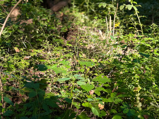 Wild Green Foliage in Forest Under Sunlight