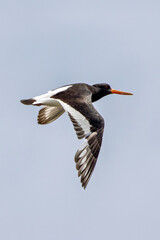 European Oystercatcher (Haematopus ostralegus) commonly found on European coasts