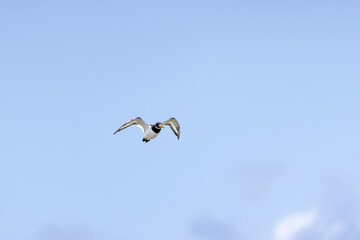 European Oystercatcher (Haematopus ostralegus) commonly found on European coasts
