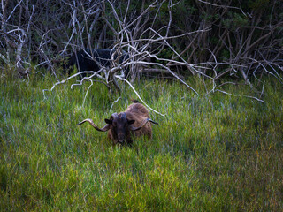 A brown goat with large curved horns stands in tall green grass, surrounded by dry tree branches...