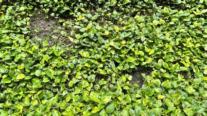 Garden vine background image with moisture on the surface of the leaves.