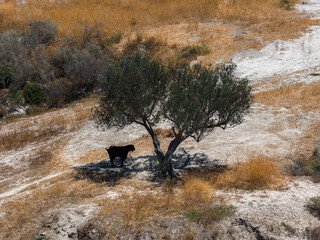 A black cow stands under an olive tree in a dry, eroded landscape with sparse vegetation. The scene...