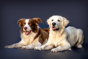 Border Collie and Golden Retriever together in studio portrait