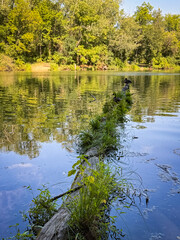 Old Log With Ducks and Green Plants Floating on Calm Forest Lake