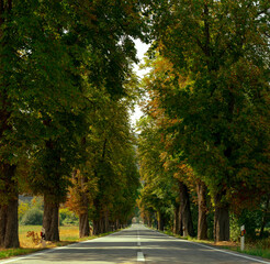 Road among the trees in summer