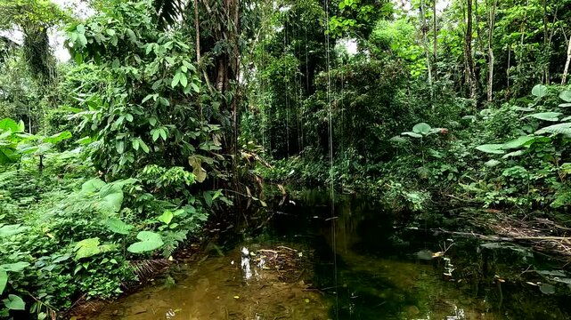 A small pond in a tropical forest with a large tropical tree and vines hanging down while a white herron flies away - tropical forest nature background