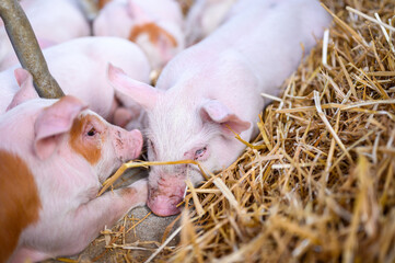 Group of Pink Piglets Sleeping on Bed of Golden Straw in Farm with Shallow Depth of Field Capturing...