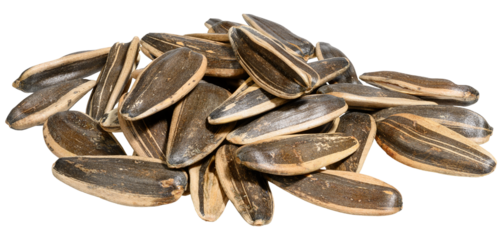 A pile of unhulled sunflower seeds on isolated background