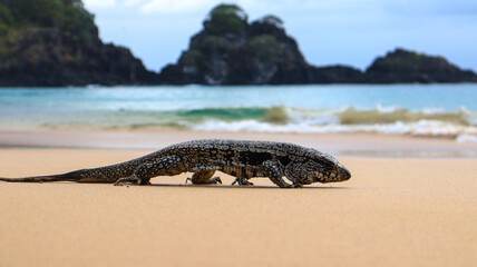 Iguana-marinha preta das Ilhas Gal&aacute;pagos, Equador, mergulhando e se alimentando de algas no oceano Pac&iacute;fico. R&eacute;ptil s&iacute;mbolo da adapta&ccedil;&atilde;o e biodiversidade da regi&atilde;o