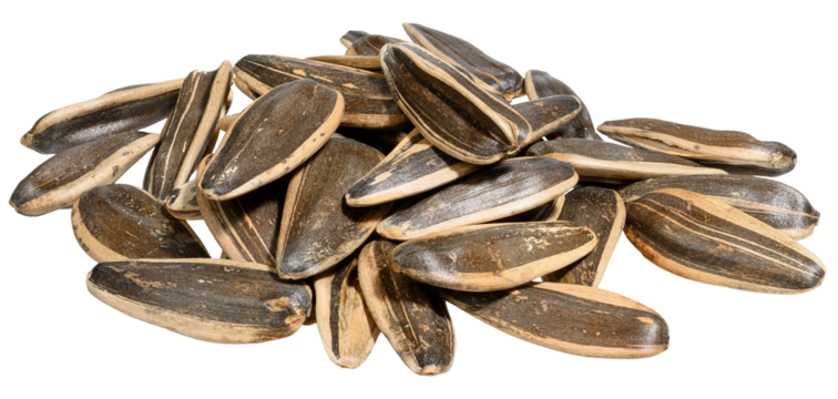 A pile of unhulled sunflower seeds on isolated background