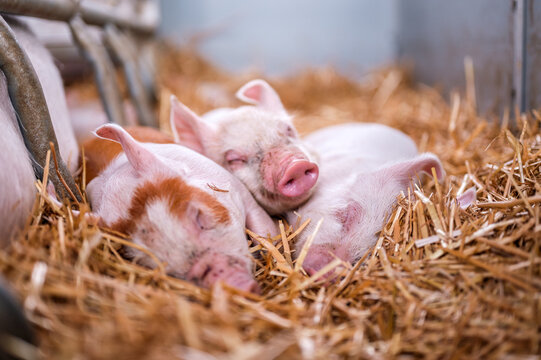 Close up of Sleeping Piglets Nestled in Straw with Pink Piglet with Wet Snout Farm Animal Livestock Agriculture Mammal Domestic Animal Indoors Young Small Group