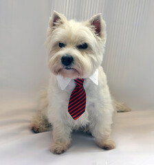 Small serious west terrier wearing a red tie poses confidently against a white background