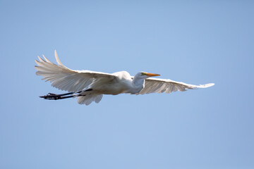 Great Egret